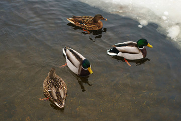 Many ducks did not fly away for the winter. Problems of birds in ice covered reservoir. Ducks...