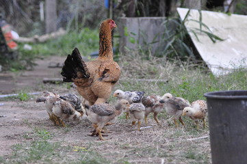 Galinha e seus pintos