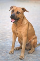 Portrait of mixed breed dog with blurred background