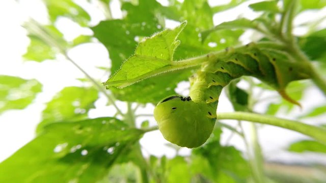 Green caterpillar"Daphnis nerii" on the leaves of Sesame tree.