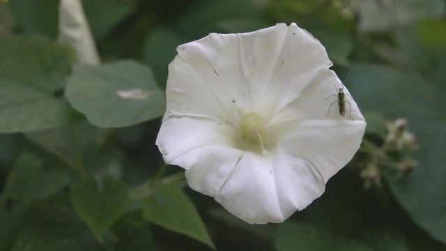 White bindweed flower and a predatory bug, stack bug