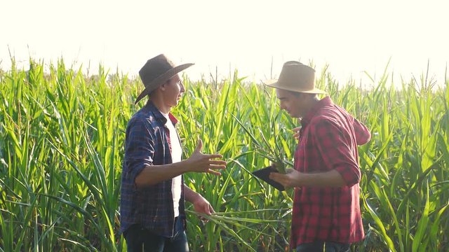 teamwork smart farming husbandry concept slow motion video. two men agronomist two farmers victory shake hands teamwork business success agriculture in the corn field is studying and examining crops