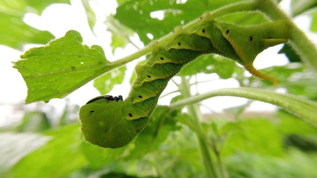 Green caterpillar"Daphnis nerii" on the leaves of Sesame tree.