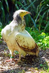 View of an Egyptian vulture (Neophron percnopterus), also called white scavenger vulture and pharaoh's chicken