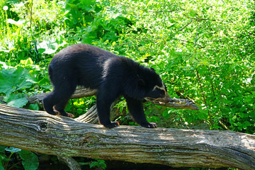 A spectacled bear (Tremarctos ornatus), also known as Andean bear,  Andean short-faced bear, and mountain bear