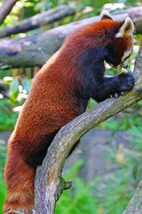 View of a Red Panda (Ailurus fulgens) in an outdoor park