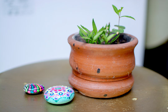 planta vere piedras maceta