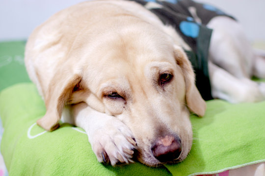 perro labrador blanco sue&ntilde;o