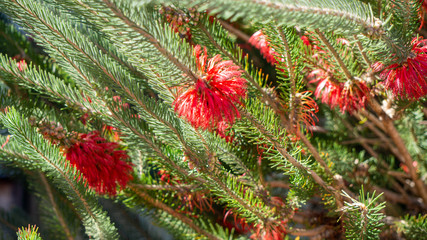 Red Grevillea Flower