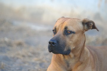 Obraz premium Mixed breed dog against blurred background