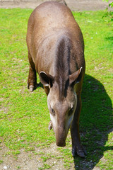 Naklejka na ściany i meble View of a South American Tapir (tapirus terrestris)