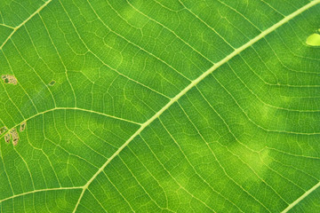 Close Up Of Green Leaf Texture