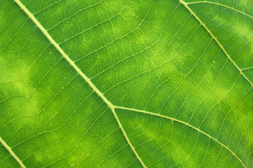 Close Up Of Green Leaf Texture