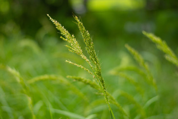 juWeeds in rice fields Pests that are difficult to eliminate Spread in rice fields of tropical monsoon areas, Southeast Asia, Thailand, Myanmar, Laos, Vietnam, Cambodia, Malaysia,ngle rice, birds rice