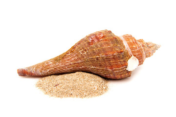 Sea shell upside down Put on the sand From the beach isolated on white background
