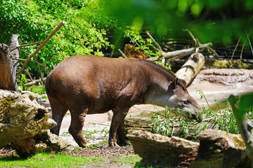 View of a South American Tapir (tapirus terrestris)