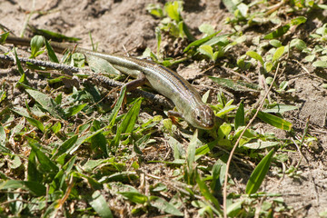 lizard on a rock, australia 