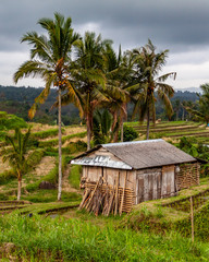 Small Wooden Hut in Bali, Indonesia with Paddy Fields.