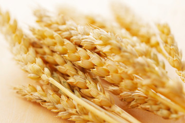 小麦　Ears of wheat