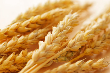 小麦　Ears of wheat
