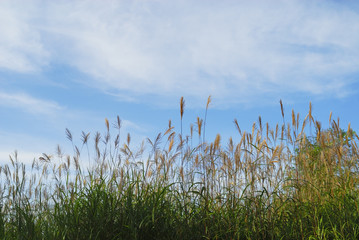 秋　草　空　雲　素材