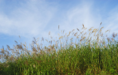 秋　草　空　素材