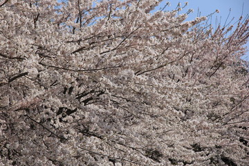 春の風景/満開のソメイヨシノ(宮城県)