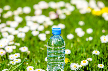 A bottle of drinking water stands among the daisies 