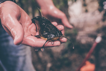 catfish