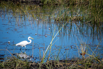 Egret