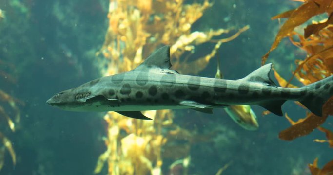 Leopard shark swims close by in the ocean water. Shot in 4k slowmotion.mov