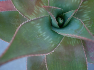 close up succulent in green