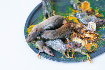 Mouse trap glue, many rats are trapped by sticky glue