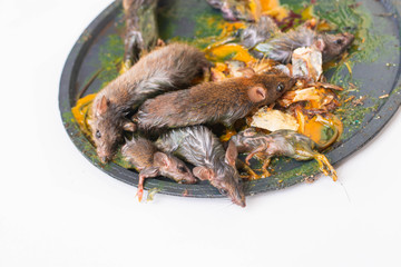 Mouse trap glue, many rats are trapped by sticky glue