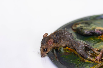 Mouse trap glue, many rats are trapped by sticky glue