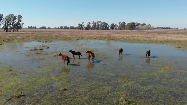 Horses drinking water in a small pond, countryside drone shot.