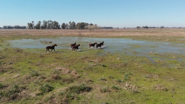 Horses galloping in the wild, drone shot