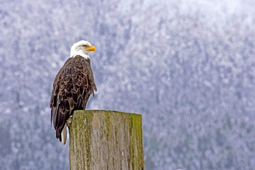 Bald Eagle perched on cut log in winter, profile view.
