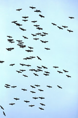 Large Flock of Canada Cranes circling on pale blue sky.