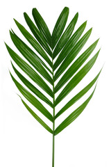 Tropical green leaves isolated on white background