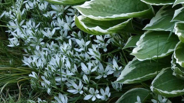 Pretty spring starflower around hosta