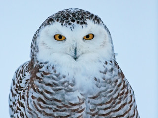 Closeup portrait of beautiful Snowy Owl looking.
