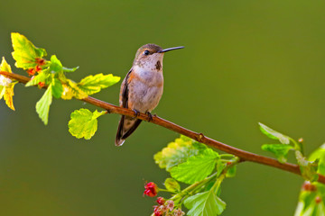 Rufus Hummingbird perched on shrub twig, looking, alert.