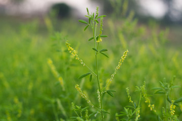 grass and flower