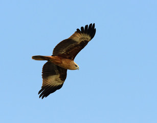 Flying birds Brahminy Kite (Haliastur indus)