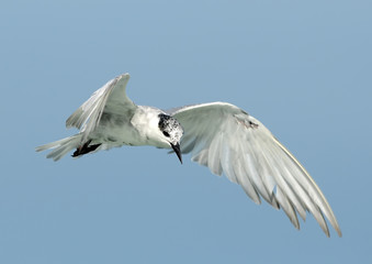 flying birds little gull in flight, Larus minutus