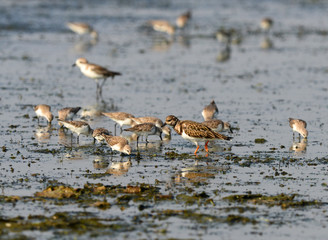 Ruddy Turnstone, Arenaria interpres