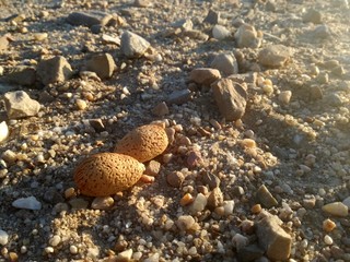 Almonds on brown background. Fruit with a shell between the earth. Natural contrast of browns with the bright rays of the sunset sun.