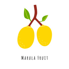 Marula fruit flat vector illustration