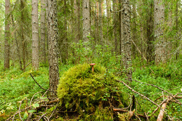 photo summer forest landscape